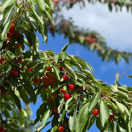Holiday home Dom Verte Z Ogrodem Na Jurze